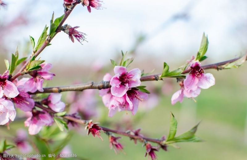 美丽春天树枝上的艳丽桃花图片