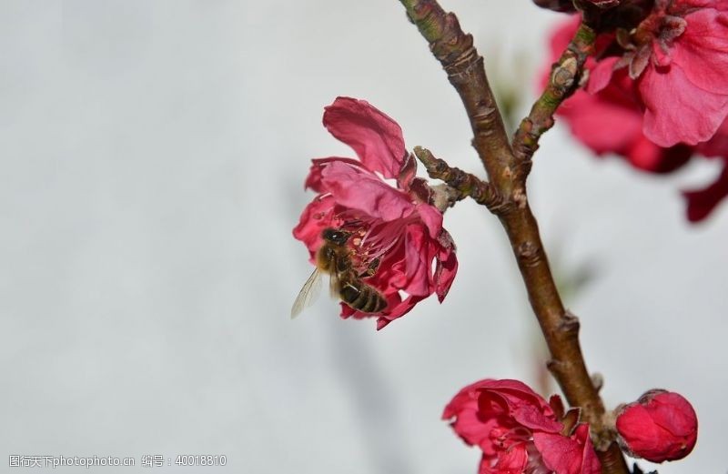 美丽的春天树枝上艳丽的桃花图片