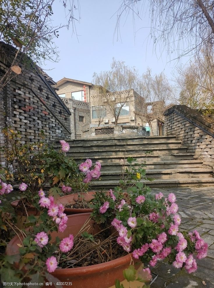 旅游季台阶下秋菊图片