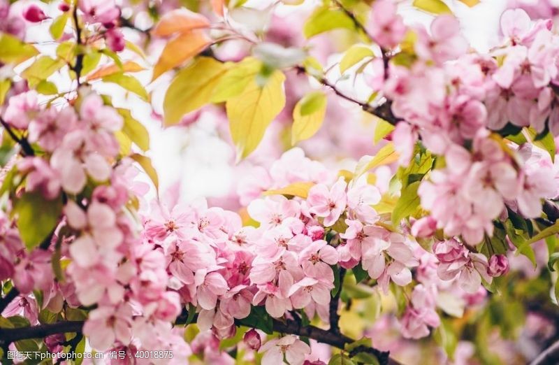 观赏樱花节桃花图片
