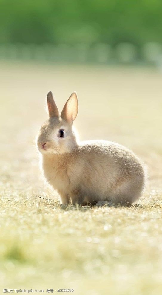 兔耳朵兔子图片