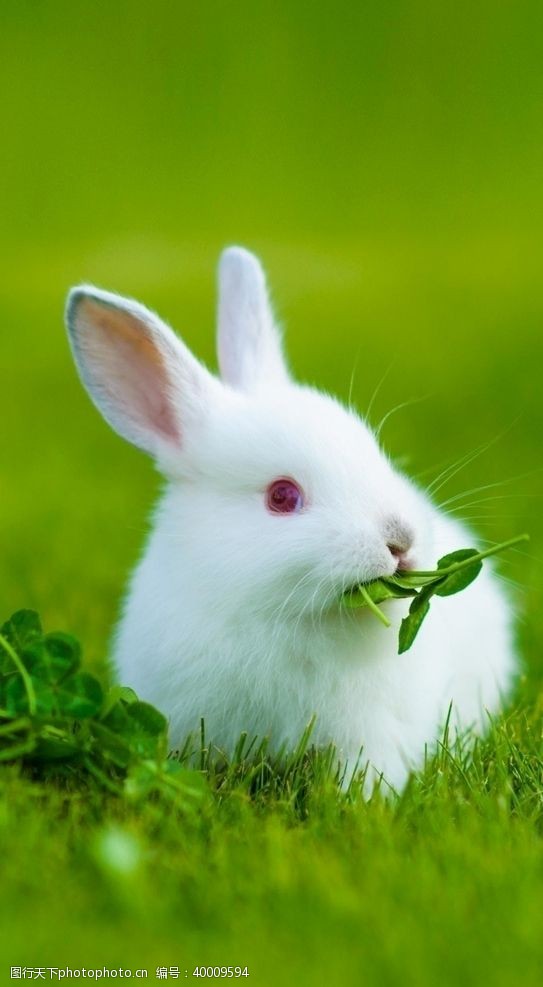 兔耳朵兔子图片