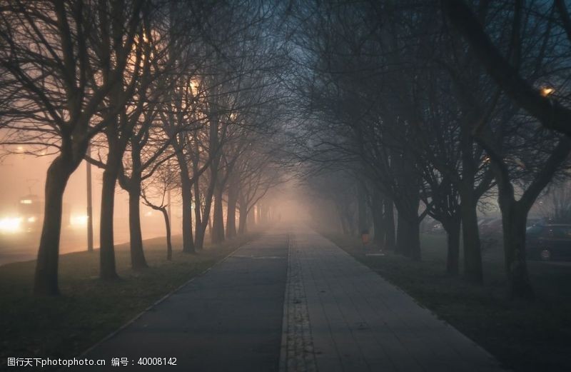 树腾雾气弥漫的人行道图片