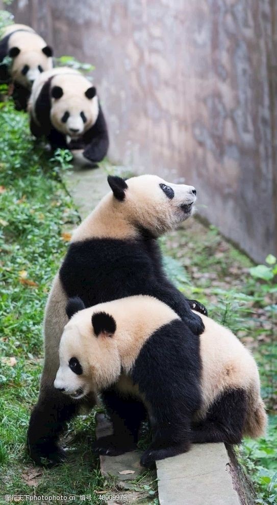 树熊熊猫图片