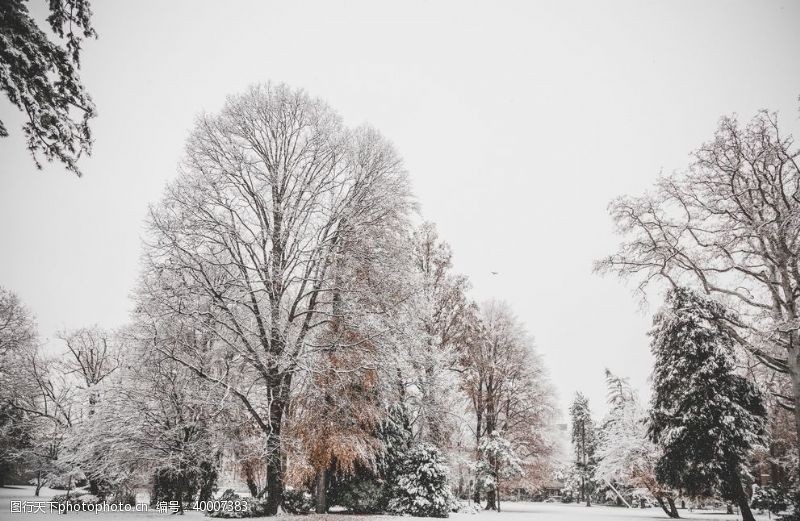 落叶雪压树枝图片
