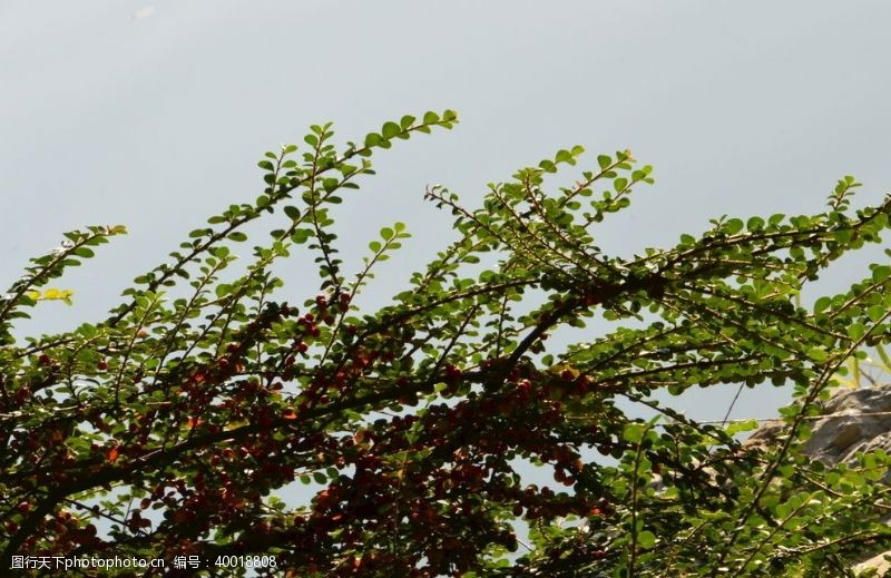 植物园林风景图片