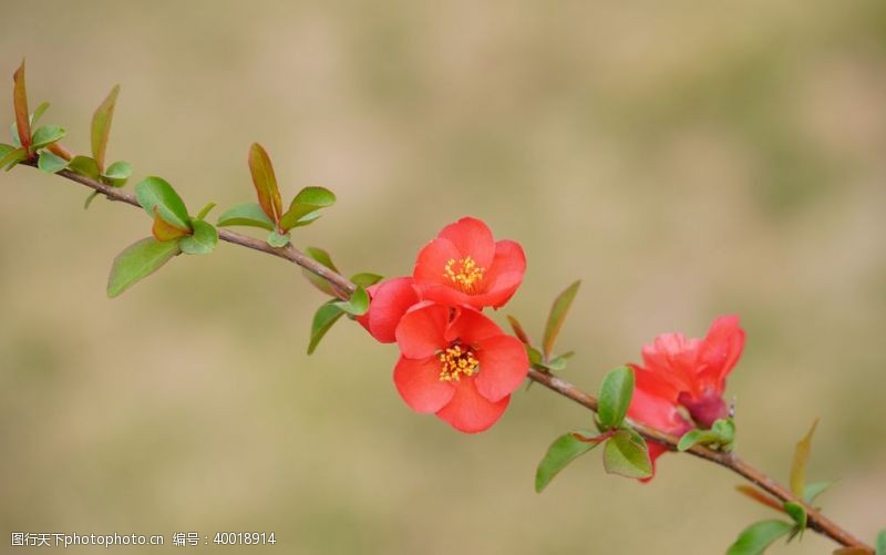 玫红底枝头上的海棠花特写图片