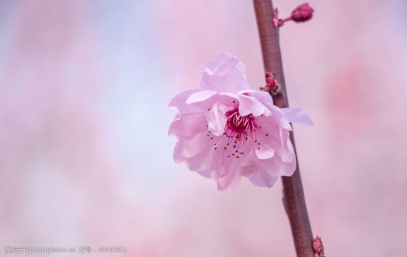 美丽花朵枝头上一朵美丽的粉色海棠图片