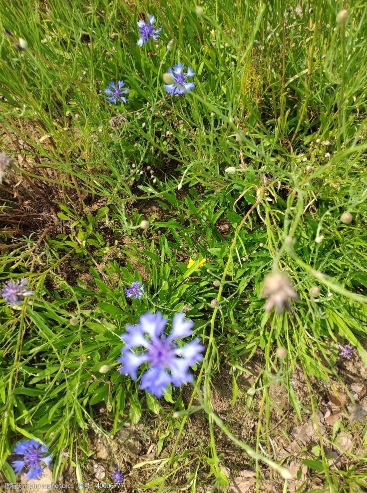 杂草紫色的花图片