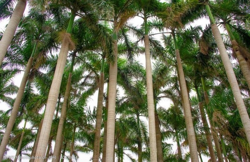 热带植物棕榈树图片