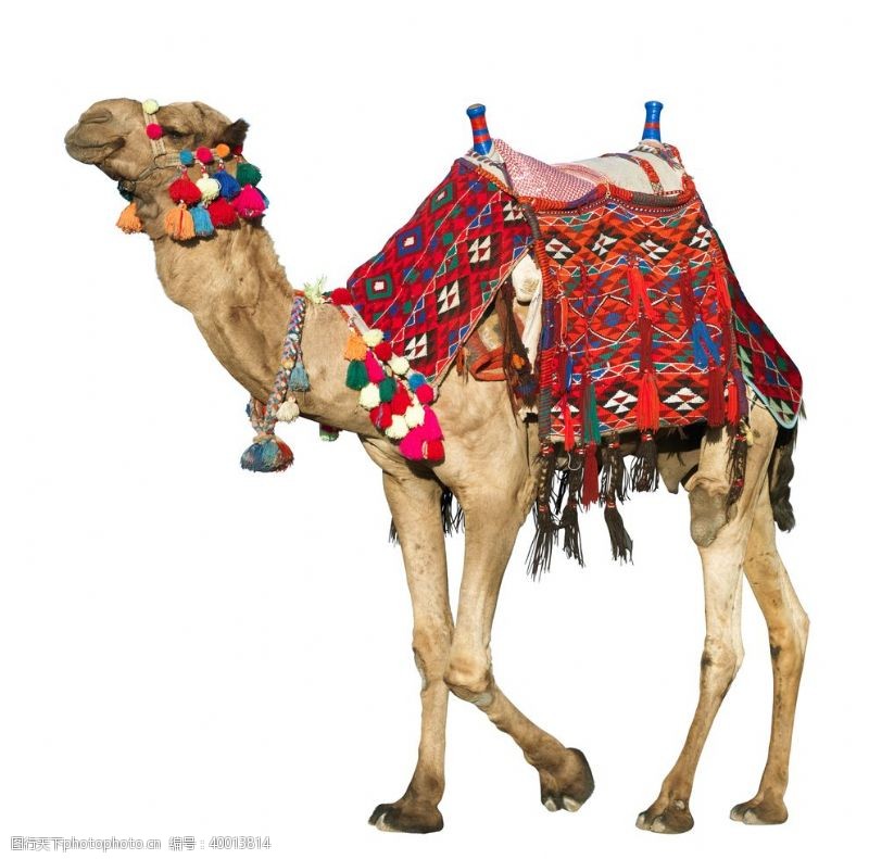 红色底板白色底板上的景区骆驼拍摄素材图片
