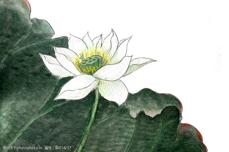 水滴白色莲花插画图片