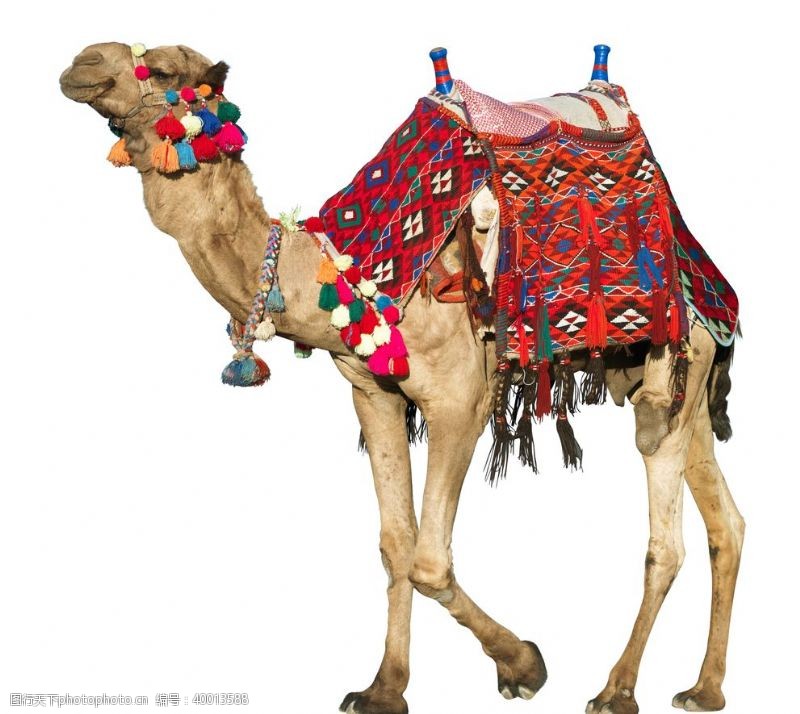 影城装饰城市骆驼拍摄素材图片