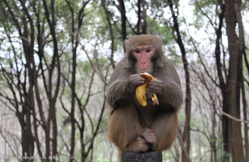 吃香蕉的猴子图片