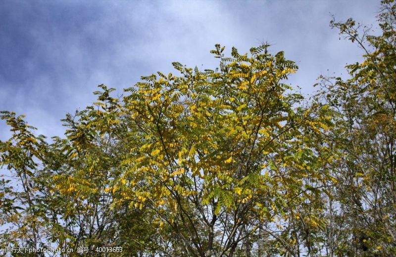 阳光树木臭椿图片