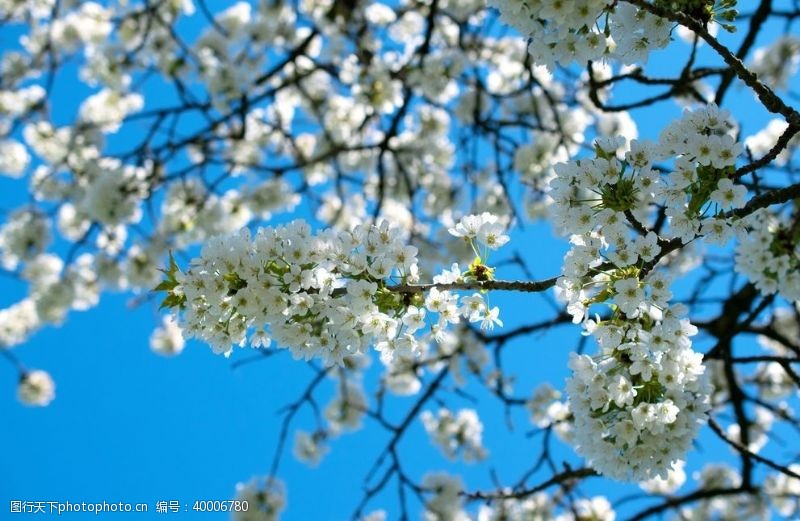 花梨春季梨花图片