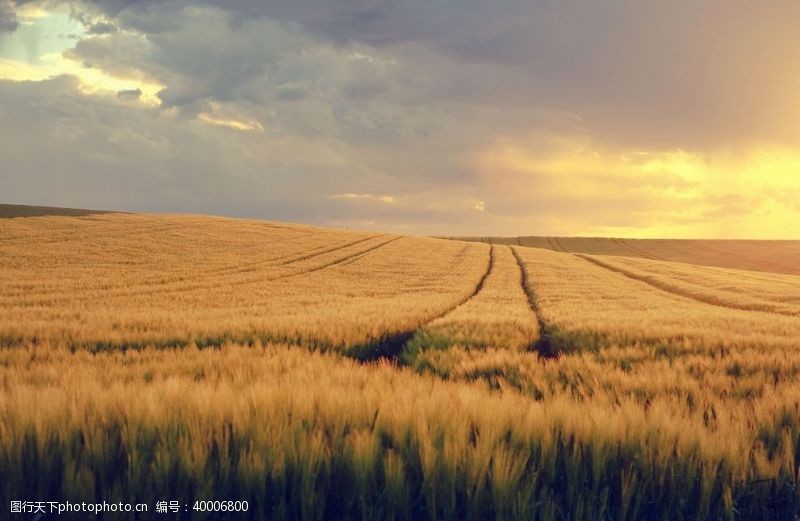 麦子地春季夕阳景观图片