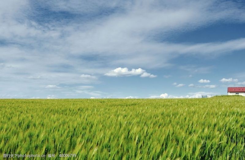 麦子地春季自然景观图片