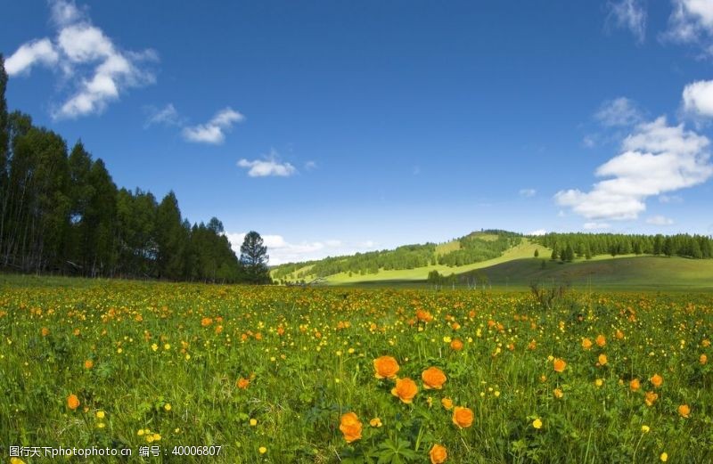 菊菊花春季自然景观图片