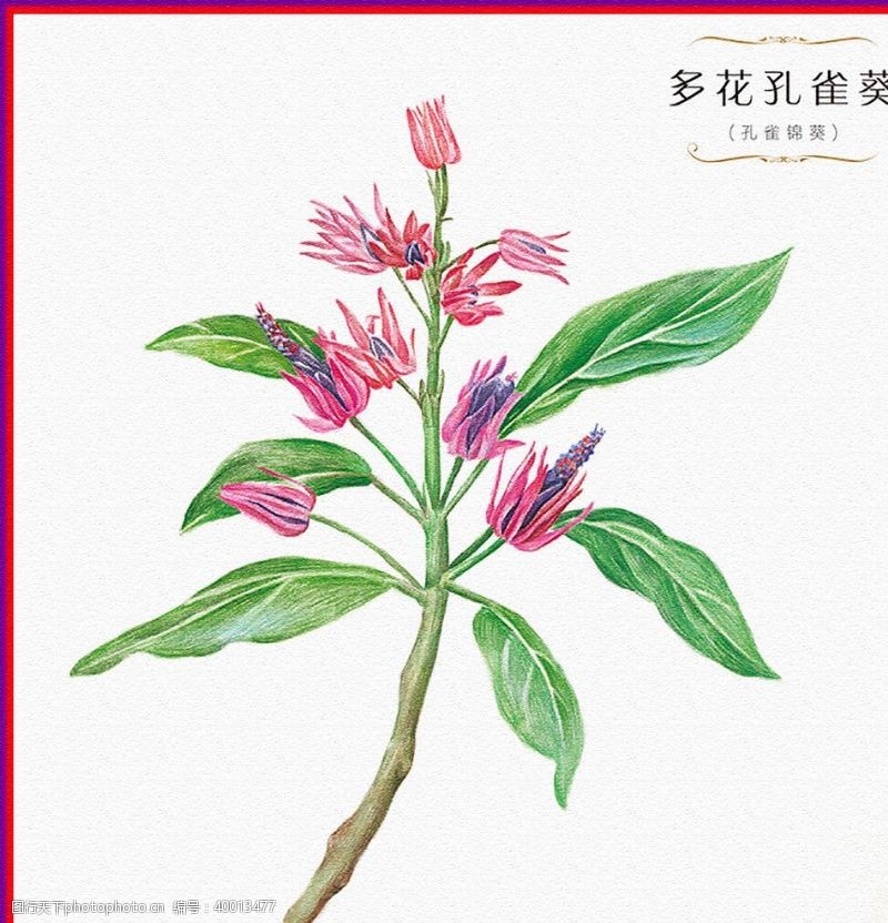 茶艺文化多花孔雀葵图片