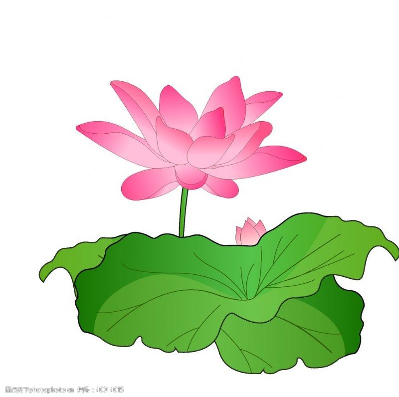 荷塘粉色的漂亮荷花插画图片