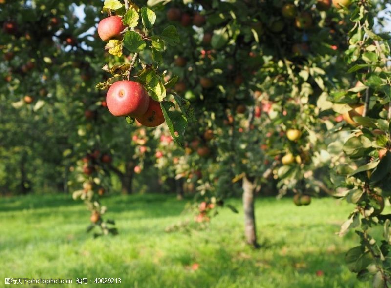 果园果树挂在树枝上的苹果图片