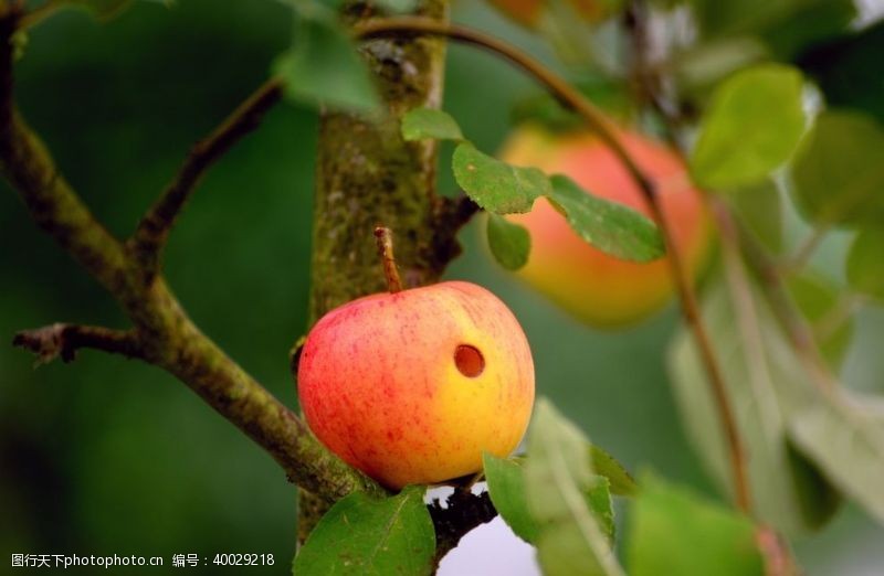 红富士挂在树枝上的苹果图片