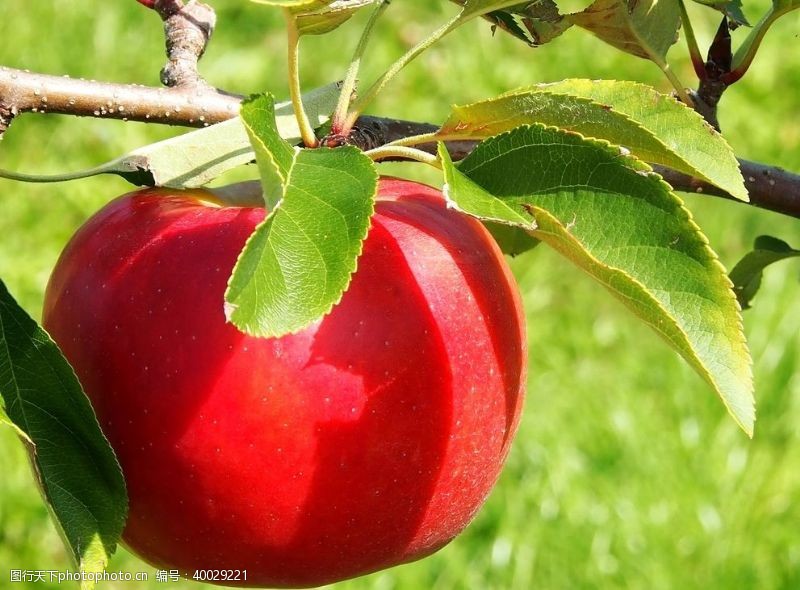 绿色农业挂在树枝上的苹果图片