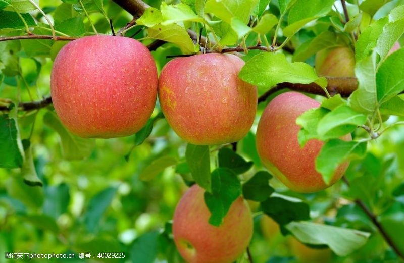 红苹果挂在树枝上的苹果图片