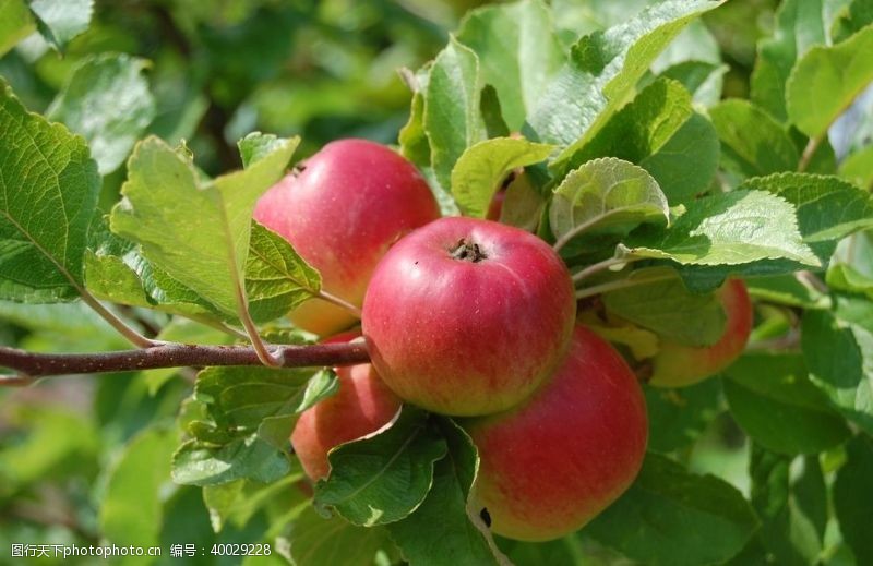 农产品挂在树枝上的苹果图片
