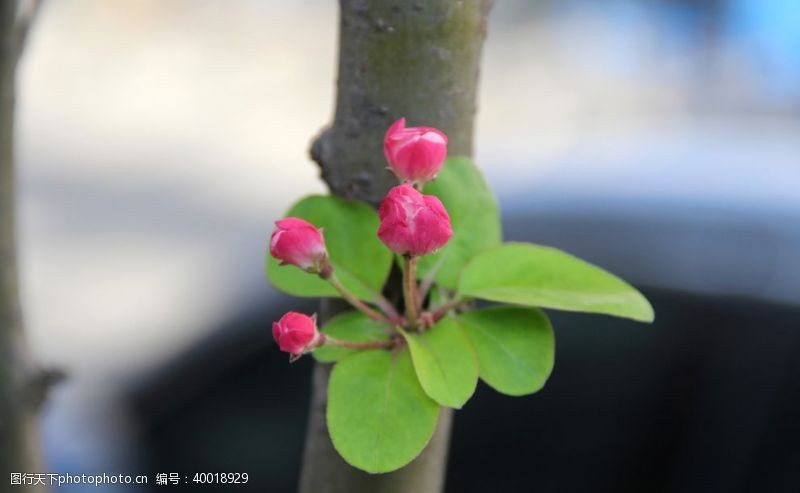 海棠花骨朵特写图片