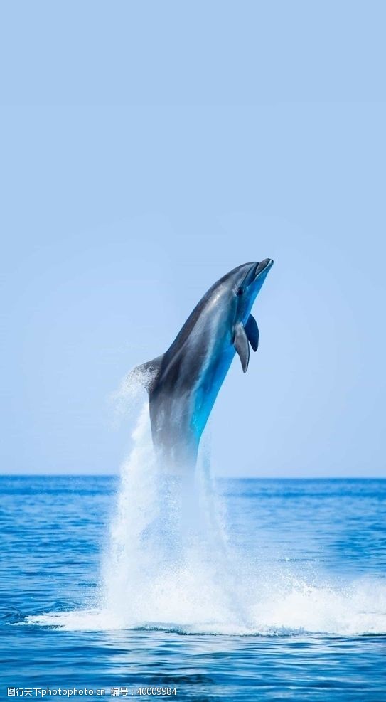 鲸海豚图片