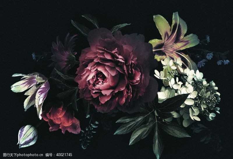 百合花背景墙黑暗中的牡丹百合花暗色装饰背景图片
