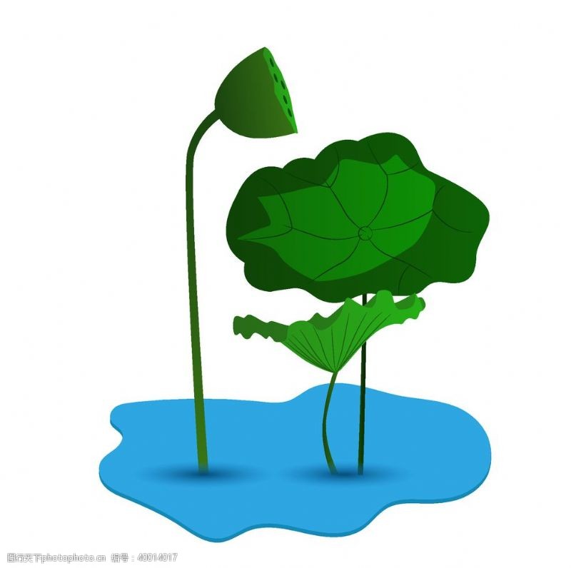 水滴设计荷叶莲蓬插画图片