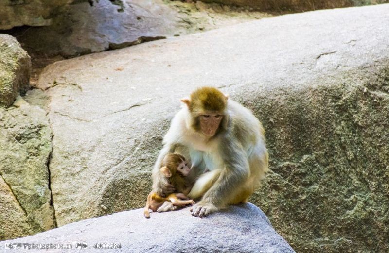 猴子妈妈和宝宝拍摄素材图片