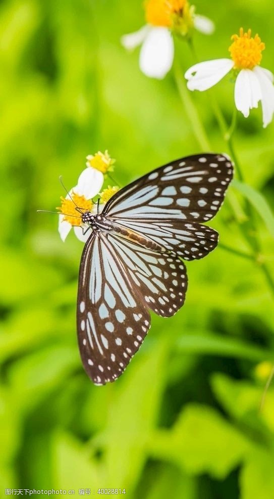 草地素材蝴蝶图片