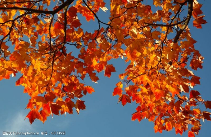 秋天的落叶金黄的枫树树叶图片