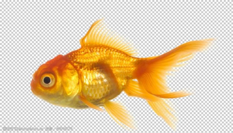 黄金鱼金鱼图片