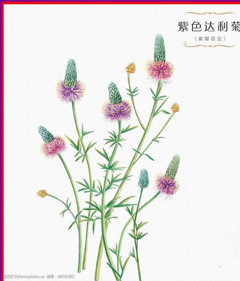 插画植物菊图片
