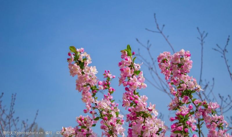 海天一色蓝天下的海棠花拍摄素材图片