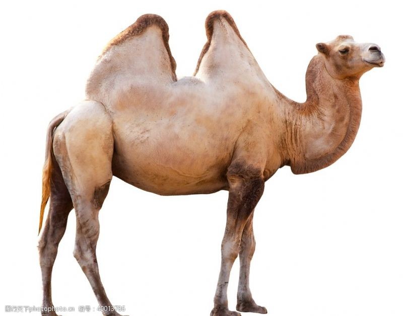 野生动物宣传骆驼拍摄素材图片