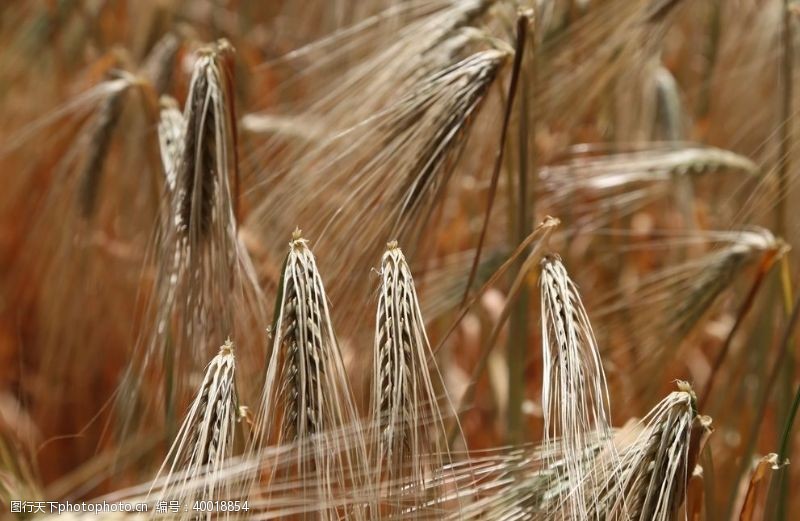 植物麦穗图片