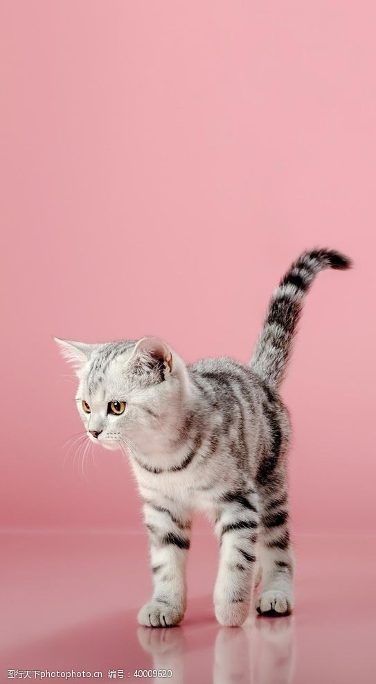 加菲猫猫图片