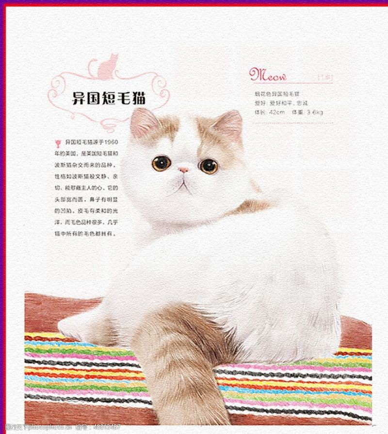 清新花纹猫图片