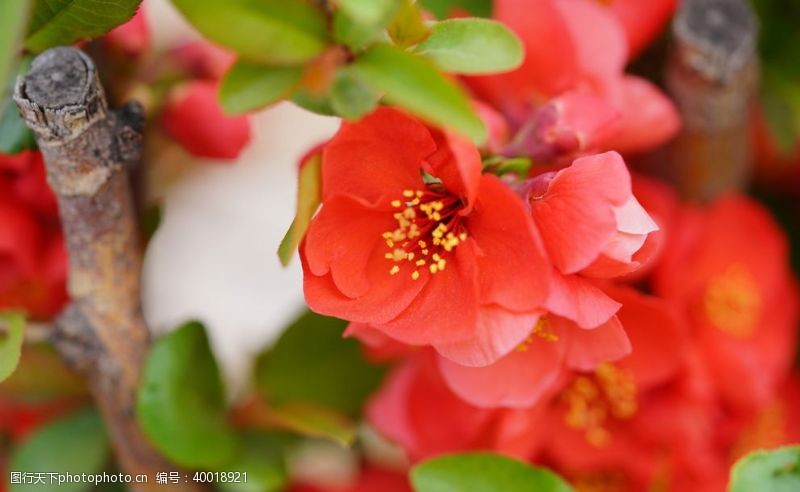 枚红色海棠花特写图片