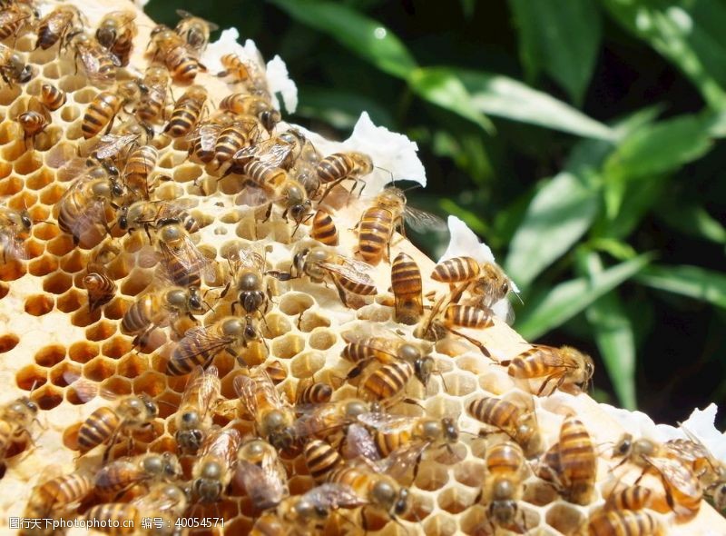 蜂蜜蜜蜂中华土蜂图片