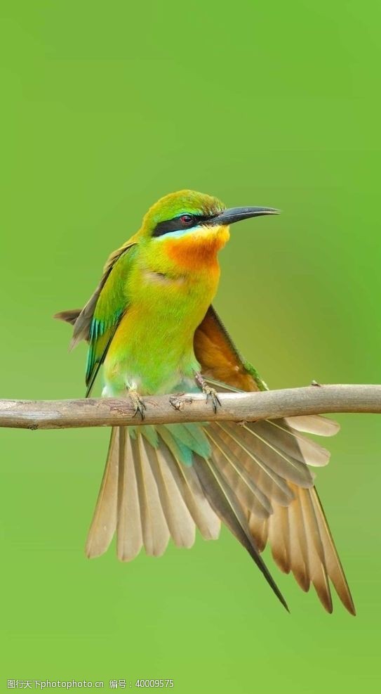 野生动物翠鸟鸟图片