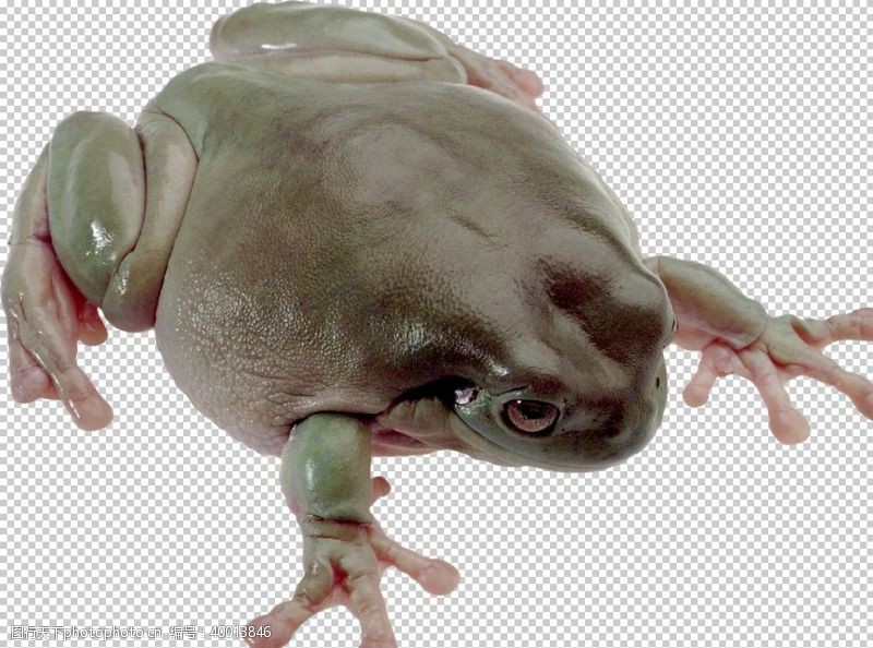 透明底牛牛蛙图片