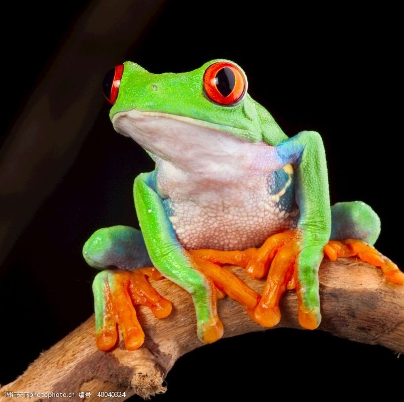 绿色青蛙青蛙图片