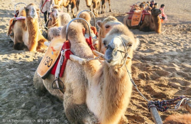 旅游摄影高清图片沙漠里的骆驼高清拍摄大图图片